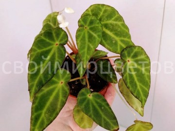 бегония Aridicaulis 20072021